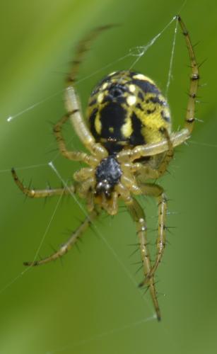 Réf. 283 053 : Mangora acalypha
